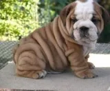 Gorgeous english bulldog puppies availab