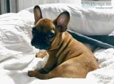 beautiful fluffy french bulldog puppies