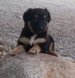 German shepard