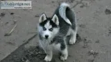 H siberian huskey puppies for adoption