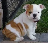 Puppy