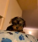 Twin yorkie puppies for adoption