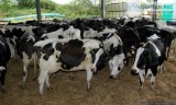 F1, dairy and beef calves ready