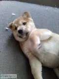 Shiba inu puppy availible seattle area