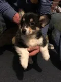 Sacramento pembroke welsh corgi puppies 