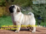Pug puppies 4 females 1 male fawn