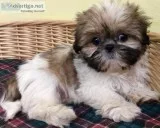 Shih tzu gilr and boy puppies for sale
