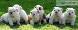 Akc pure english bulldog puppies ready