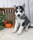 Akc blue eyes siberian husky pups