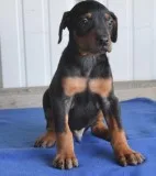 Pure breed doberman pinscher pups