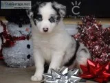 Akc/ckc long coated border collie pups