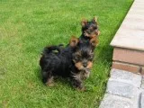 Puppy for sale 