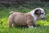 First-class english bulldog puppies 