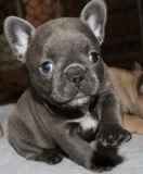 French bulldog puppies