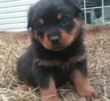 Rottweiler puppies available to go