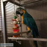 Talking baby macaw