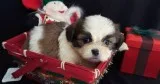 Adorable shih tzu puppies available