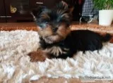 Meet victoria our female teacup yorkie