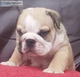  ursula  pure breed english bulldog 