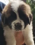Brave saint bernard puppies