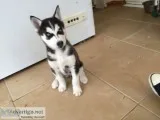 Blue eyes siberian husky puppy