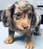 Purebred miniature dachshund puppies