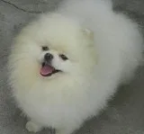 Perfect pomeranian puppies