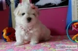 Akc reg males female maltese puppy