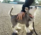 Sensible siberian husky puppies