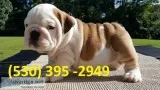Ttyerfv lovable english bulldog puppies