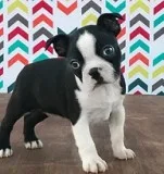 Healthy passionate boston terrier