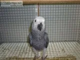 African grey parrot for sale