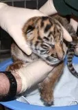 Well tamed white tiger cubs 