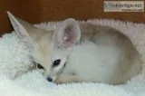 Charming fennec fox available