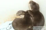Asian small clawed otters