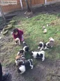 Gorgeous akita puppies available