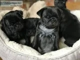 Pug puppies