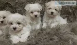 Registered maltese pups 