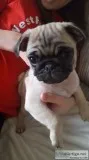 Pet