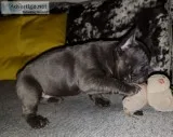 Pet