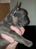 Pet