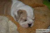 Bulldog