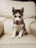  siberian husky pups