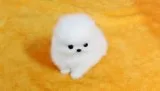 Micro white pomeranian 