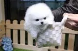 Beautiful male and female pomeranian for