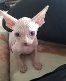 Sphynx sweet hairless kittens for sale