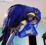 Blue hyacinth macaw parrots for sale 