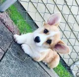 Pembroke welsh corgi puppies for sale