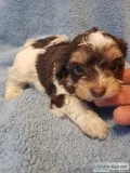 Yorkie puppies in search of a good home
