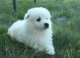 Akc samoyed puppies for sale